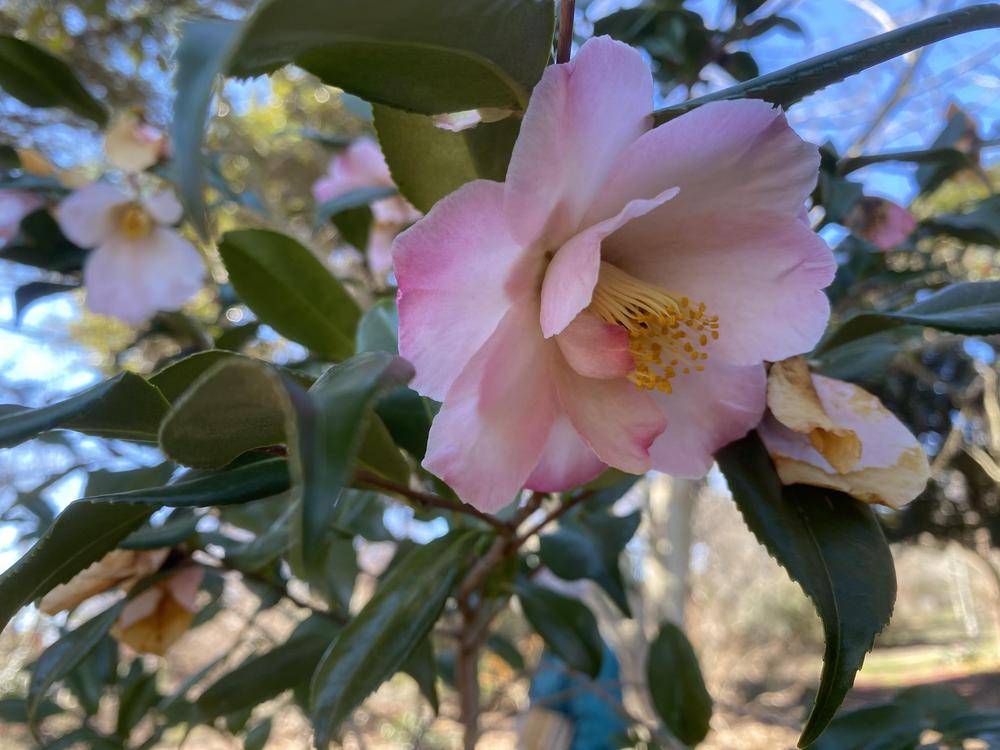 Photo of Camellia 'Egao Pink Halo' uploaded by SL_gardener