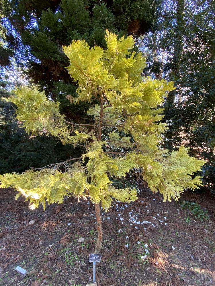 Photo of Incense-Cedar (Calocedrus decurrens 'Berrima Gold') uploaded by SL_gardener