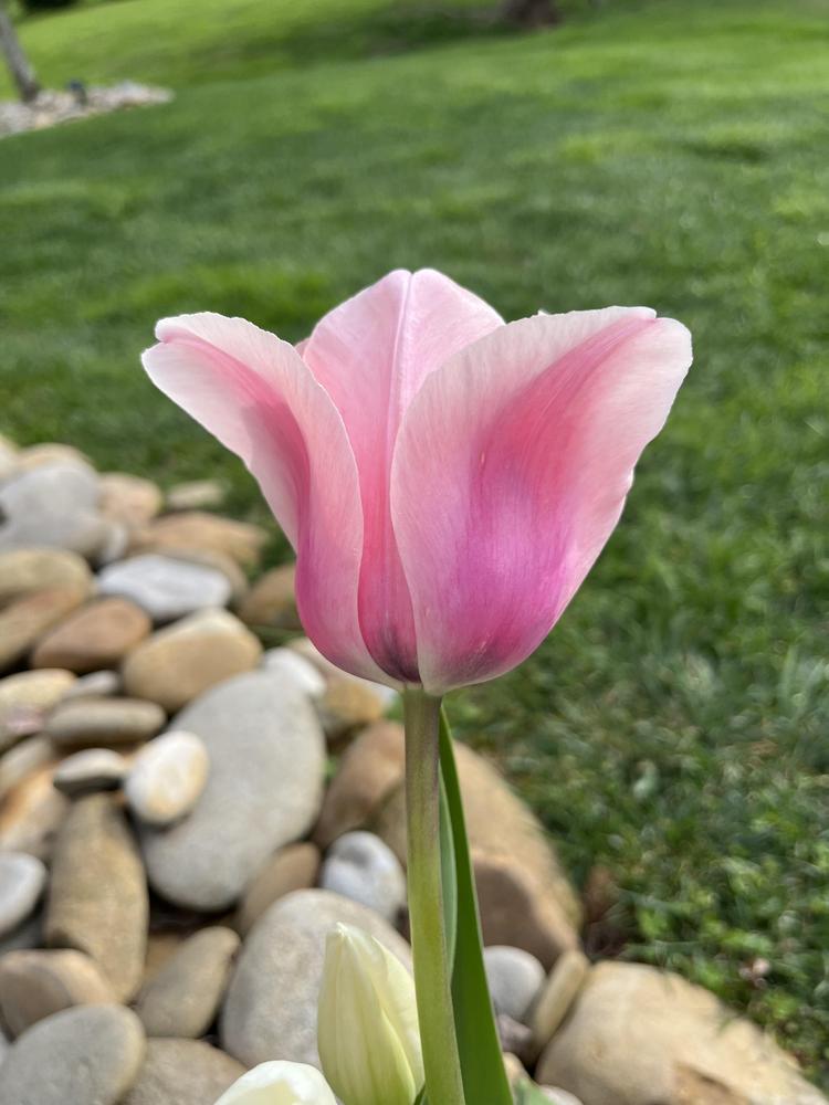 Photo of Tulip (Tulipa 'Mystic van Eijk') uploaded by Tennessee7