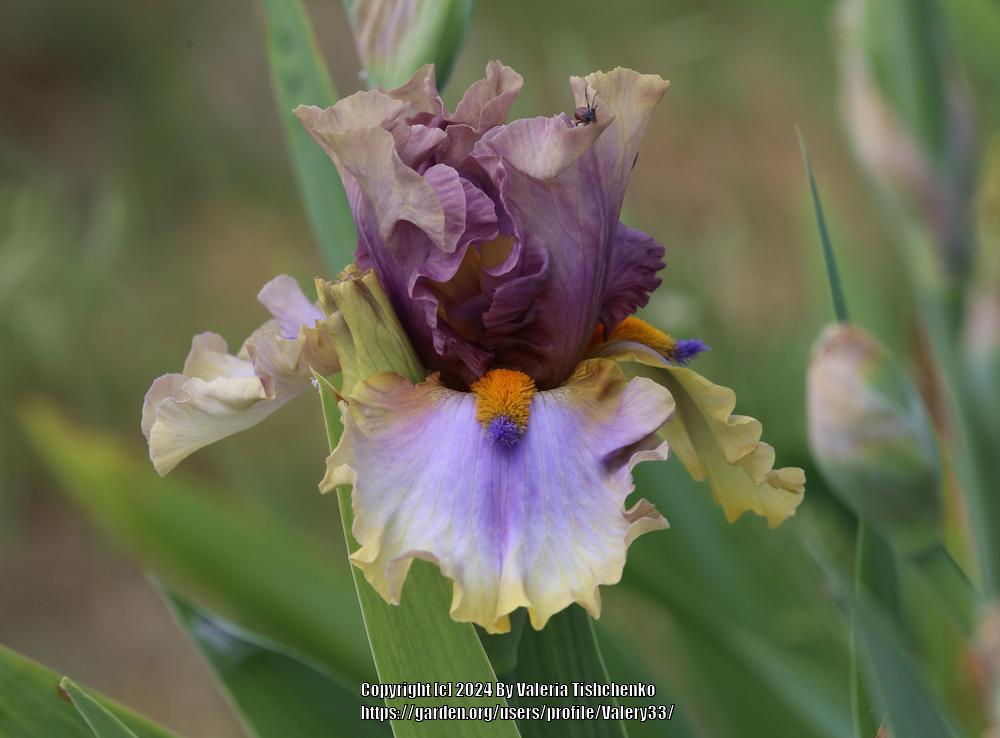 Photo of Tall Bearded Iris (Iris 'Karibik') uploaded by Valery33