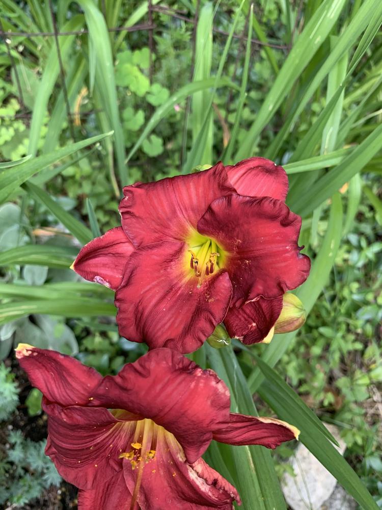 Photo of Daylily (Hemerocallis 'Once Again Rudolph's Nose') uploaded by christenharr