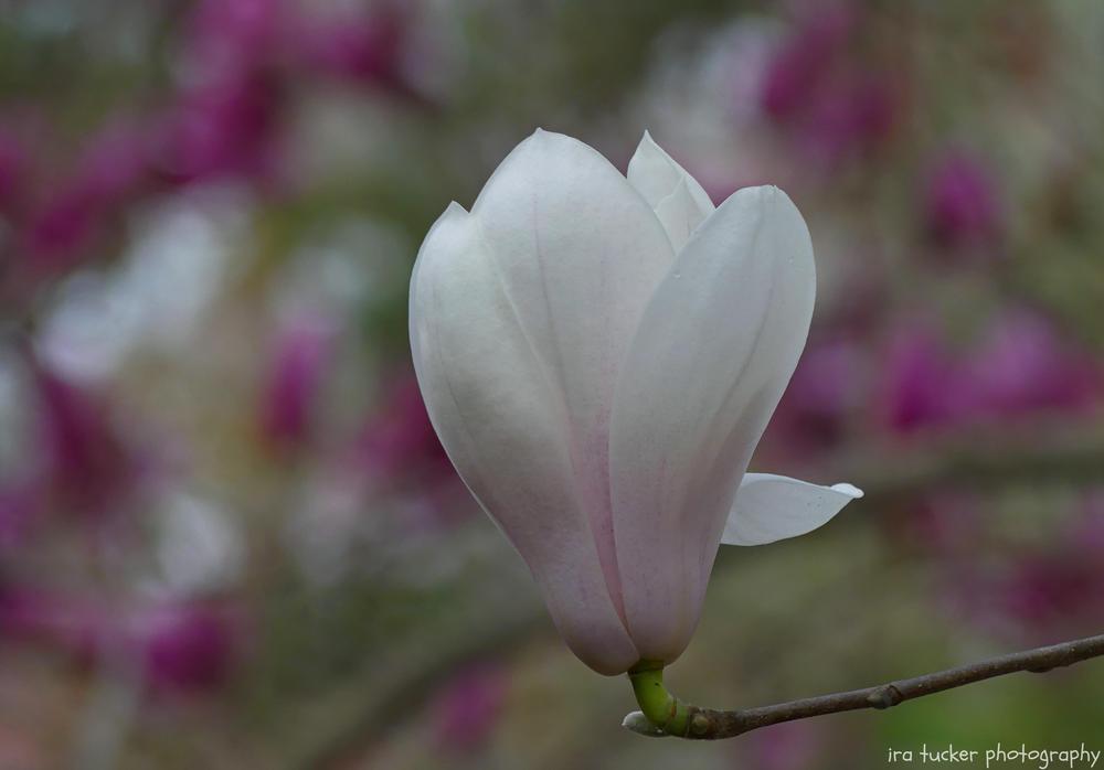 Photo of Veitch's Magnolia (Magnolia x veitchii) uploaded by drirastucker