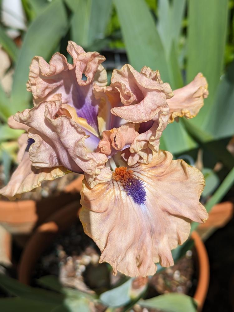 Photo of Intermediate Bearded Iris (Iris 'Bahama Blues') uploaded by DixieSwede