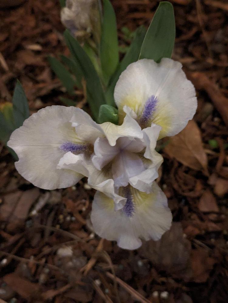 Photo of Standard Dwarf Bearded Iris (Iris 'Counting Sheep') uploaded by DixieSwede