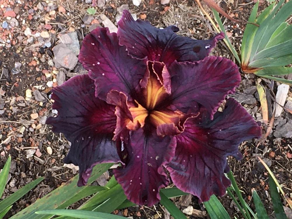 Photo of Pacific Coast Iris (Iris 'Red Flag Warning') uploaded by Iraygus