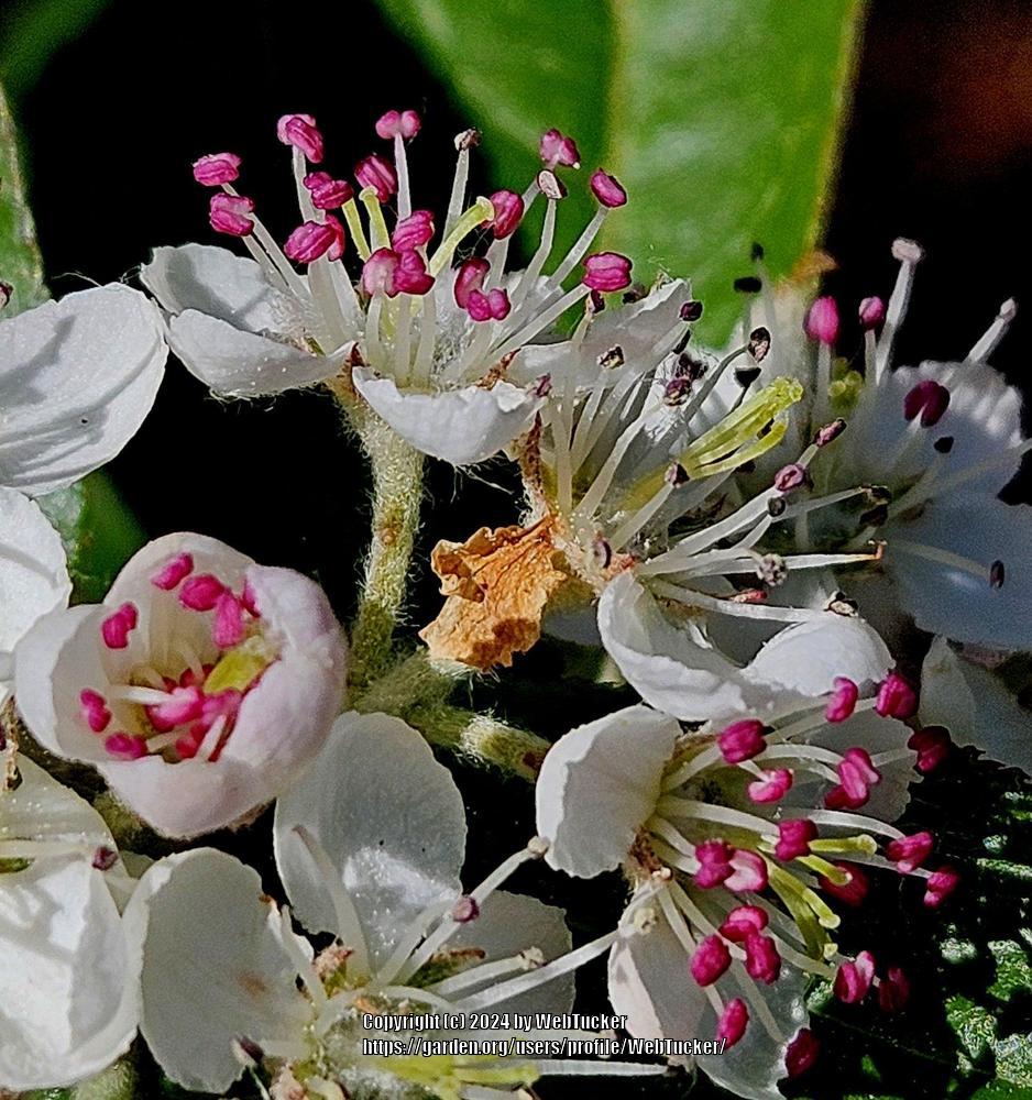 Photo of Red Chokeberry (Aronia arbutifolia) uploaded by WebTucker