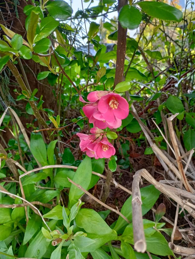 Photo of Flowering Quince (Chaenomeles japonica) uploaded by organicplantnursery