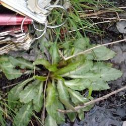 Location: Norvin Green State Forest Bloomingdale, NJ
Date: 2014-04-26
Plants found at the Northernmost parking area for the Otterhole i