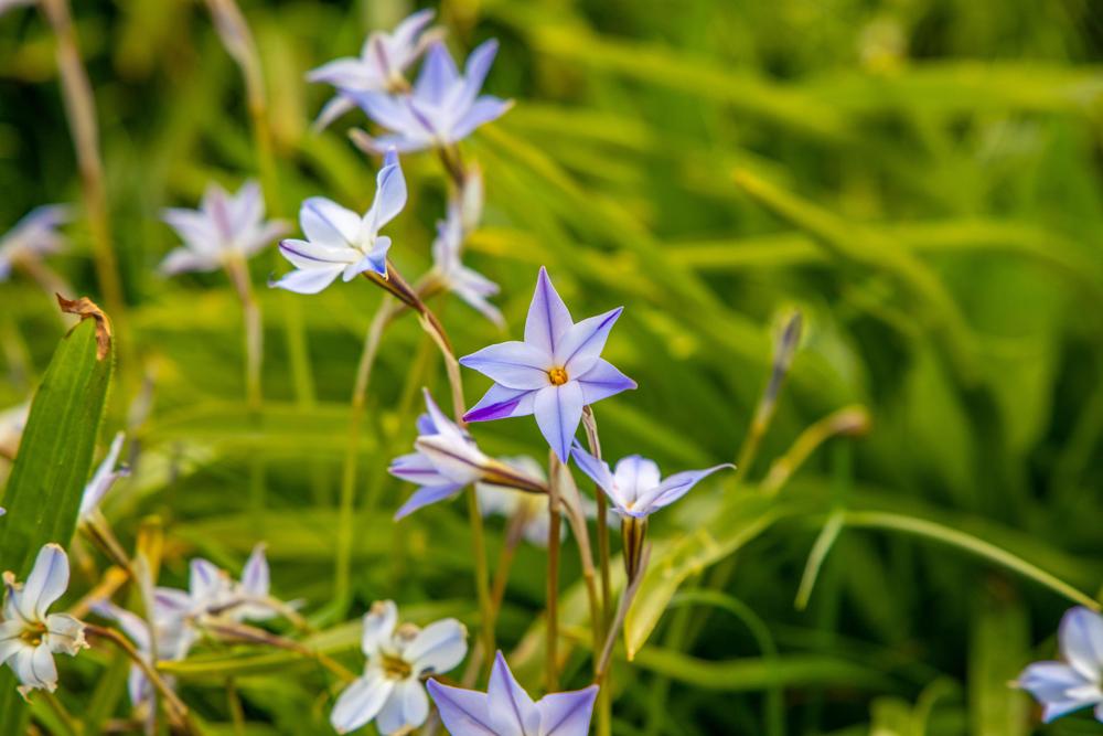Photo of Spring Starflower (Ipheion uniflorum) uploaded by d39rober