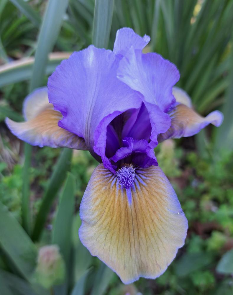 Photo of Standard Dwarf Bearded Iris (Iris 'Blueberry Tart') uploaded by BlueRidgeGardener23