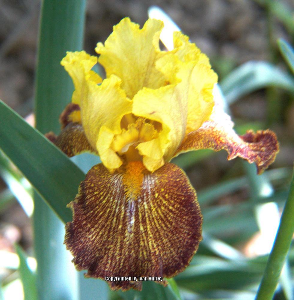 Photo of Tall Bearded Iris (Iris 'Jitterbug') uploaded by Ivan_N_Tx
