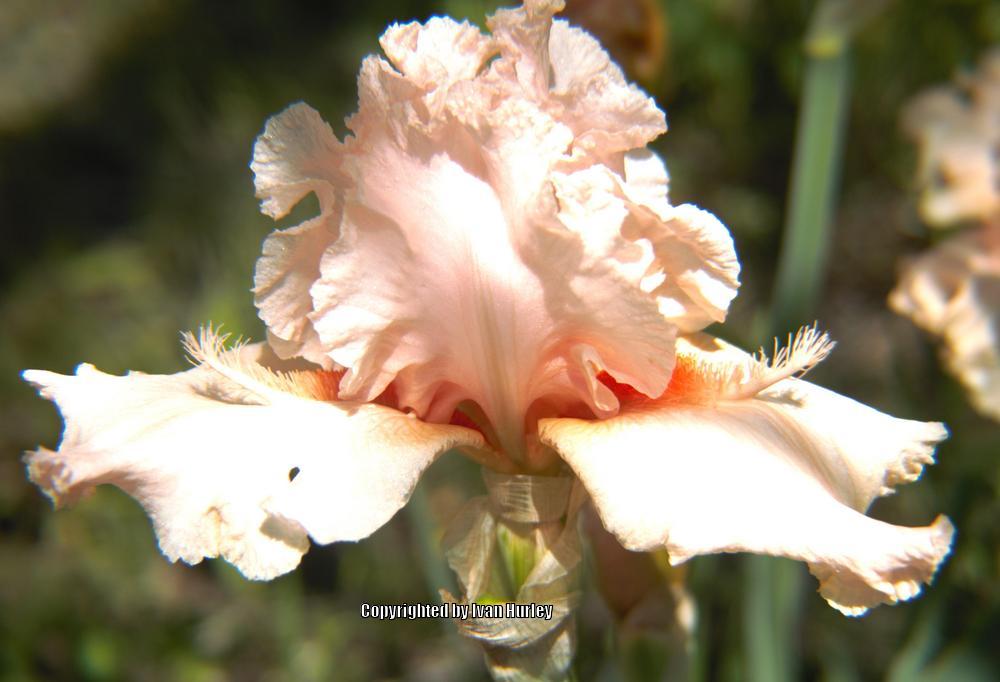 Photo of Tall Bearded Iris (Iris 'Coral Point') uploaded by Ivan_N_Tx