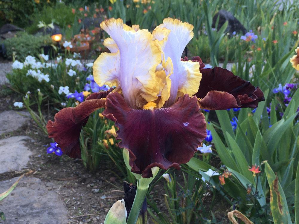 Photo of Tall Bearded Iris (Iris 'Plot Line') uploaded by Neela