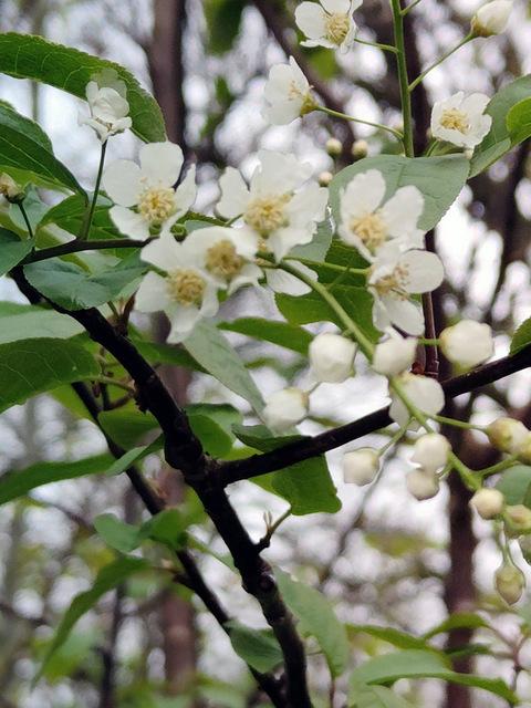 Photo of Bird Cherry (Prunus padus) uploaded by RuuddeBlock