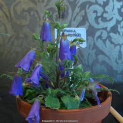 Location: Alpine Garden Society show, Hexham, Northumberland, England UK 
Date: 2024-04-13
Campanula wanneri