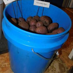 Location: Eagle Bay, New York
Date: 2023-09-05
Potato (Solanum tuberosum 'Adirondack Blue') harvest from 1 lb. s