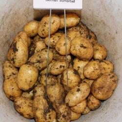 Location: Eagle Bay, New York
Date: 2023-09-05
Potato (Solanum tuberosum 'German Butterball') harvest - great ke