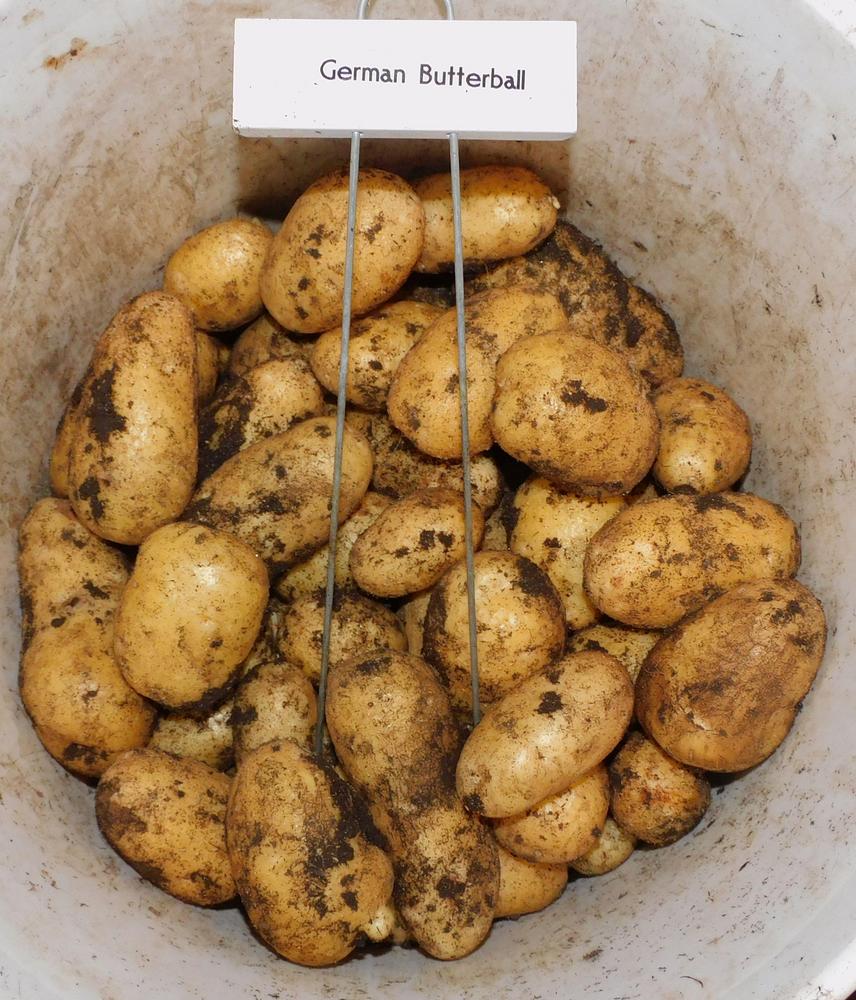 Photo of Potato (Solanum tuberosum 'German Butterball') uploaded by adknative