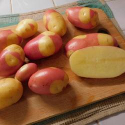 Location: Eagle Bay, New York
Date: 2023-09-05
Potato (Solanum tuberosum 'Pinto Gold') cooks beautifully, great 