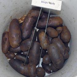 Location: Eagle Bay, New York
Date: 2023-09-05
Potato (Solanum tuberosum 'Magic Molly') deep purple flesh and sk