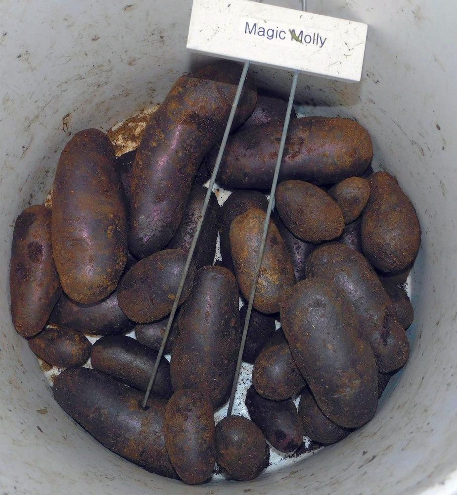 Photo of Potato (Solanum tuberosum 'Magic Molly') uploaded by adknative