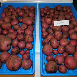 Location: Eagle Bay, New York
Date: 2023-09-05
Potato (Solanum tuberosum 'Fenway Red') harvest