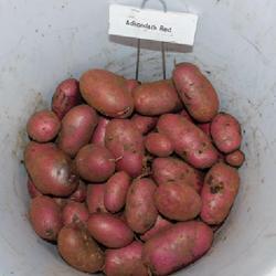 Location: Eagle Bay, New York
Date: 2023-09-05
Potato (Solanum tuberosum 'Adirondack Red') harvest (poor year)