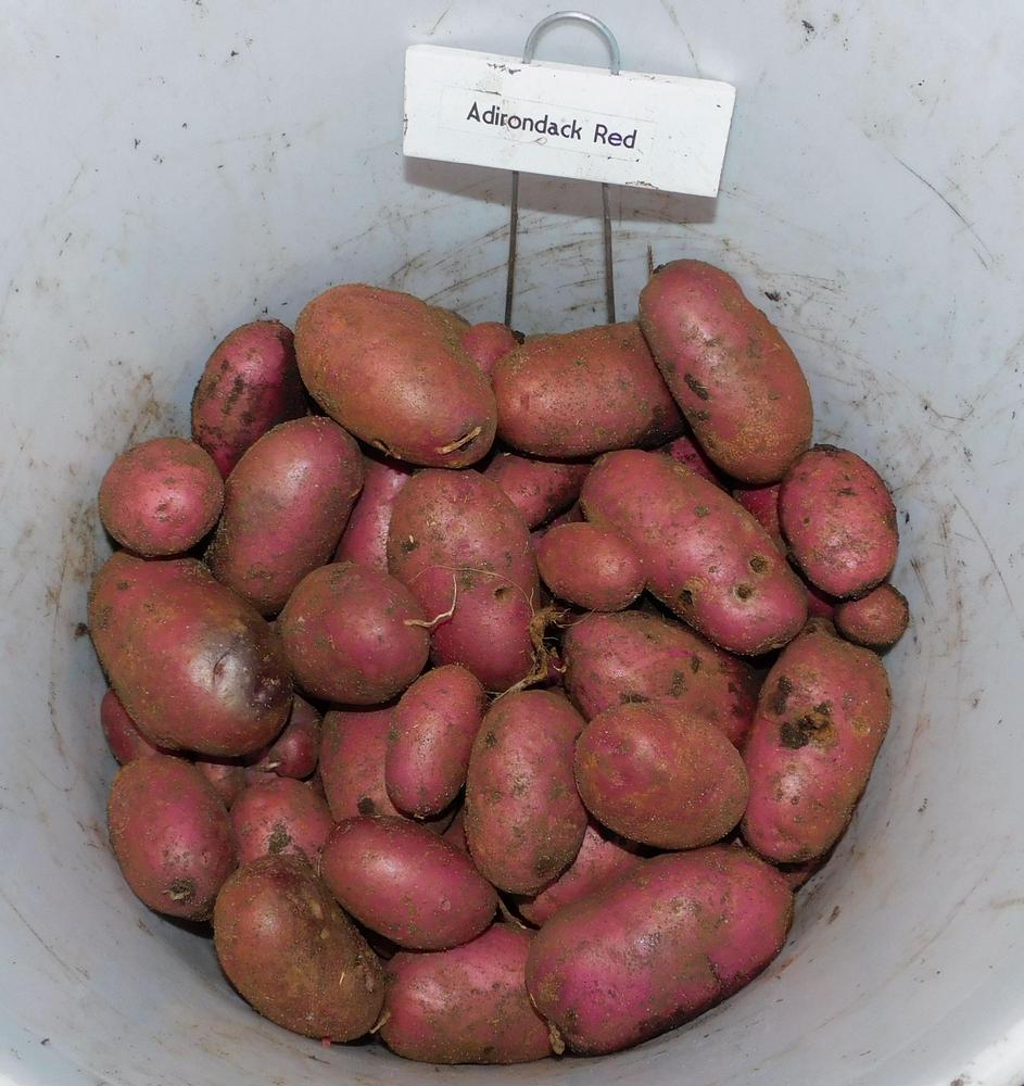 Photo of Potato (Solanum tuberosum 'Adirondack Red') uploaded by adknative