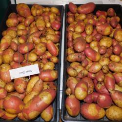 Location: Eagle Bay, New York
Date: 2023-09-05
Potato (Solanum tuberosum 'Pinto Gold'), really nice producer