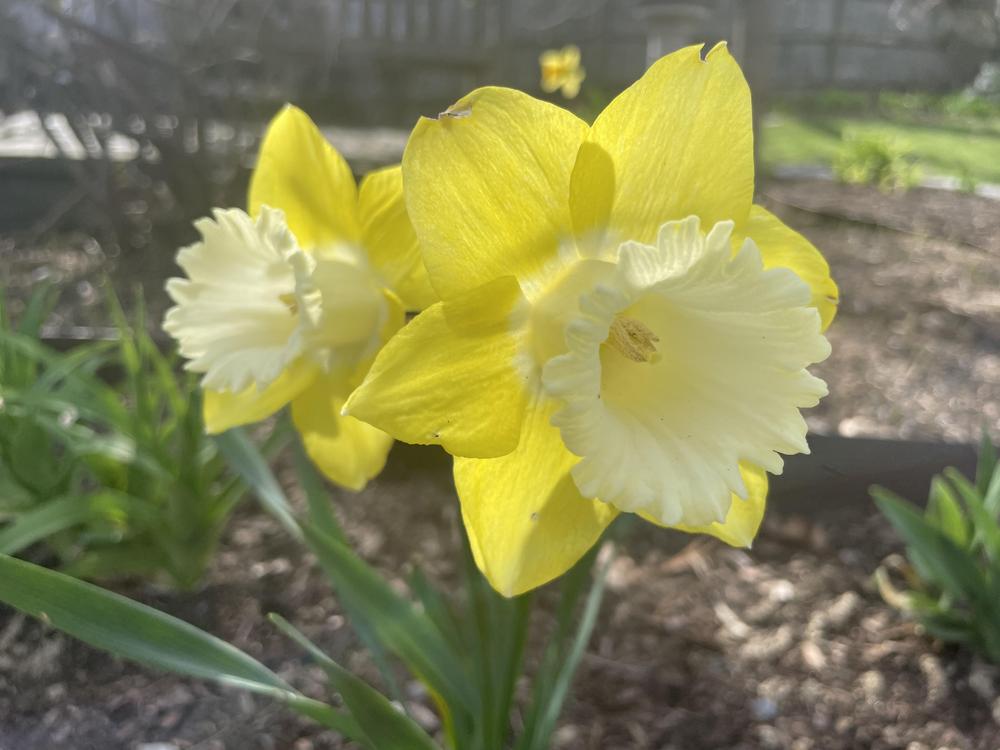 Photo of Trumpet Daffodil (Narcissus 'Teal') uploaded by Zoia