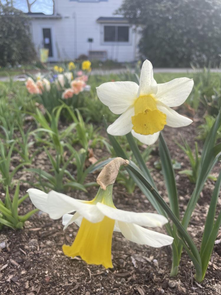 Photo of Daffodil (Narcissus 'Festivity') uploaded by Zoia