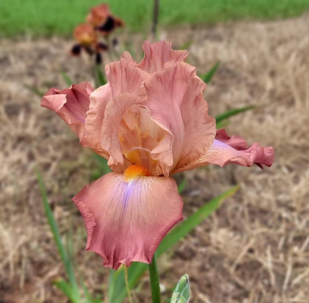 Photo of Tall Bearded Iris (Iris 'Dodge City') uploaded by Bitoftrouble
