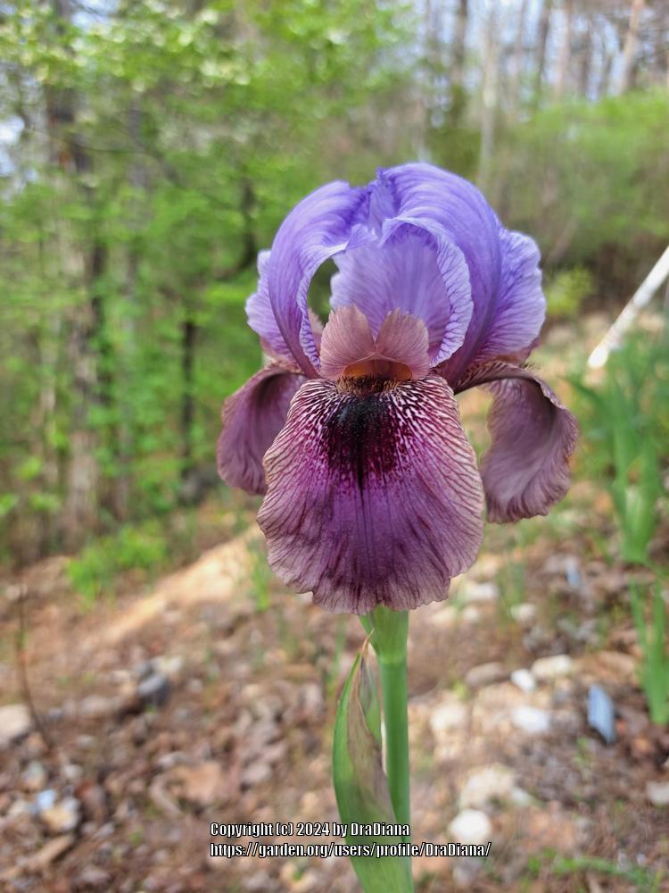 Photo of Arilbred Iris (Iris 'Dorcas') uploaded by DraDiana
