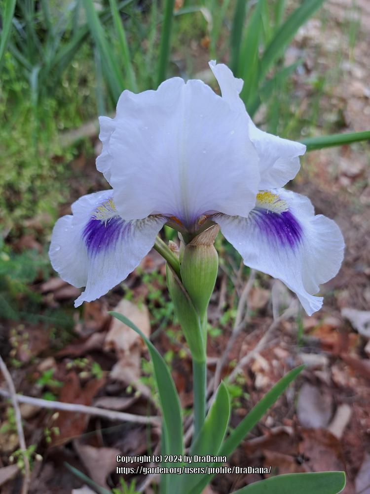 Photo of Arilbred Iris (Iris 'Desert Snow') uploaded by DraDiana
