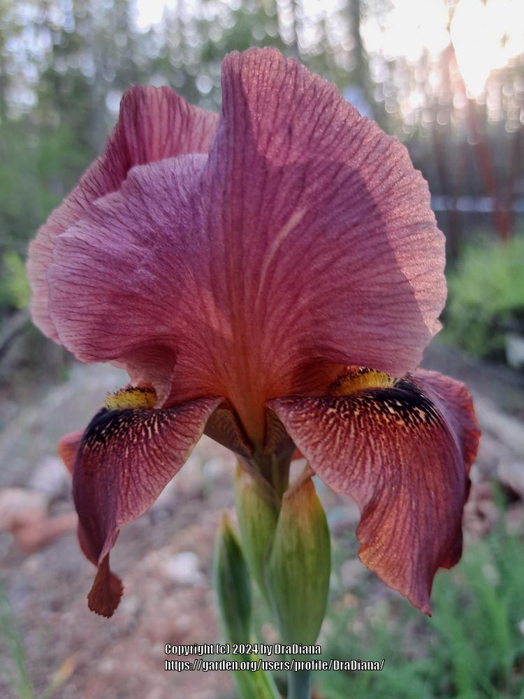 Photo of Arilbred Iris (Iris 'Arabian Archer') uploaded by DraDiana
