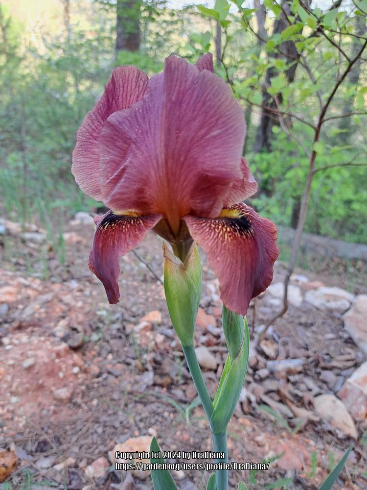Photo of Arilbred Iris (Iris 'Arabian Archer') uploaded by DraDiana