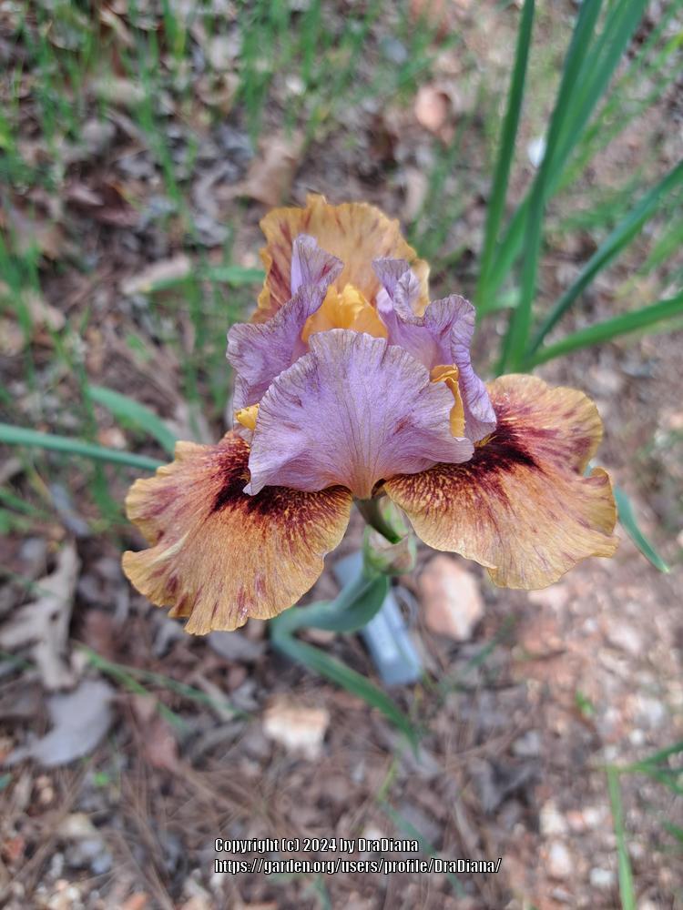 Photo of Arilbred Iris (Iris 'Afreet') uploaded by DraDiana