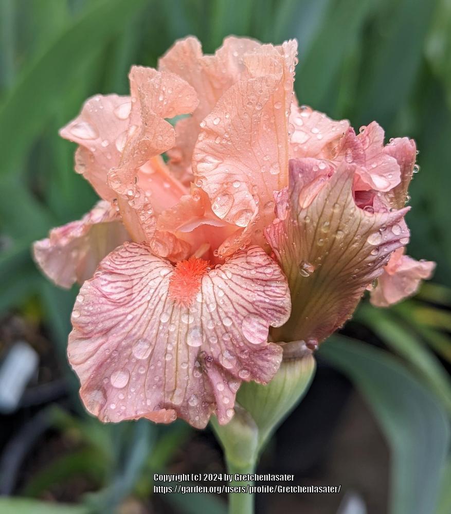 Photo of Iris 'Candy Tycoon' uploaded by Gretchenlasater