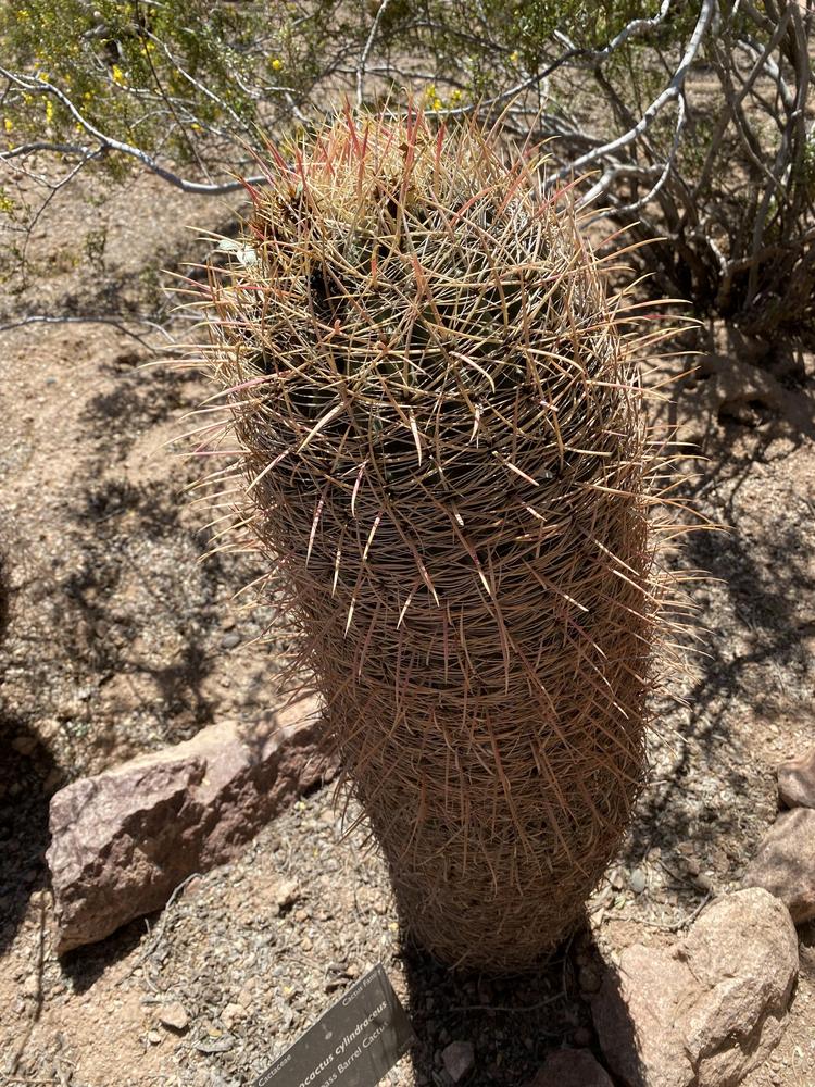 Photo of Compass Barrel Cactus (Ferocactus cylindraceus) uploaded by SL_gardener