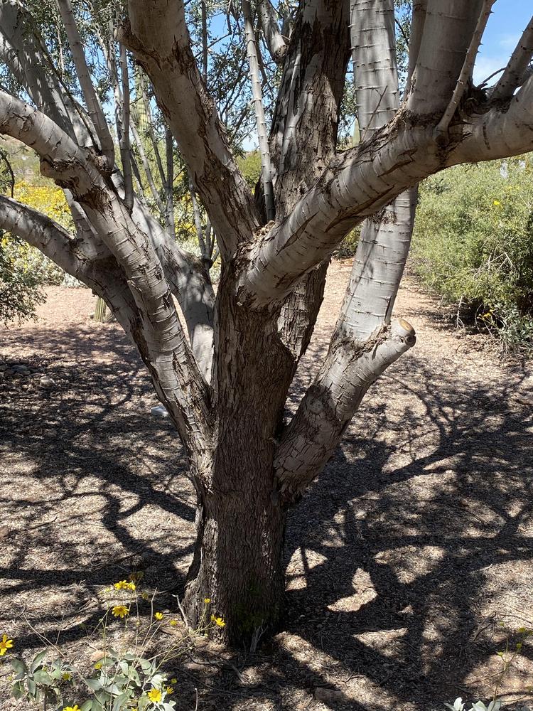 Photo of Desert ironwood (Olneya tesota) uploaded by SL_gardener