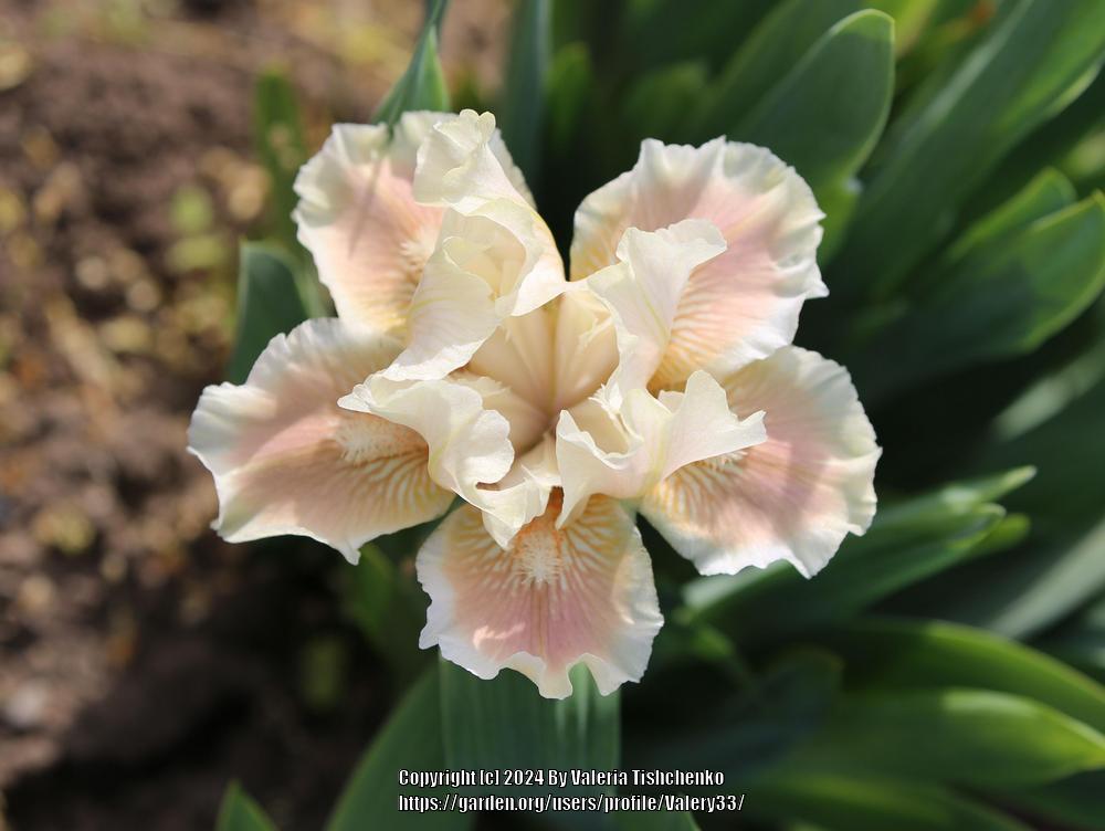 Photo of Standard Dwarf Bearded Iris (Iris 'Portselian iz Zapruddia') uploaded by Valery33