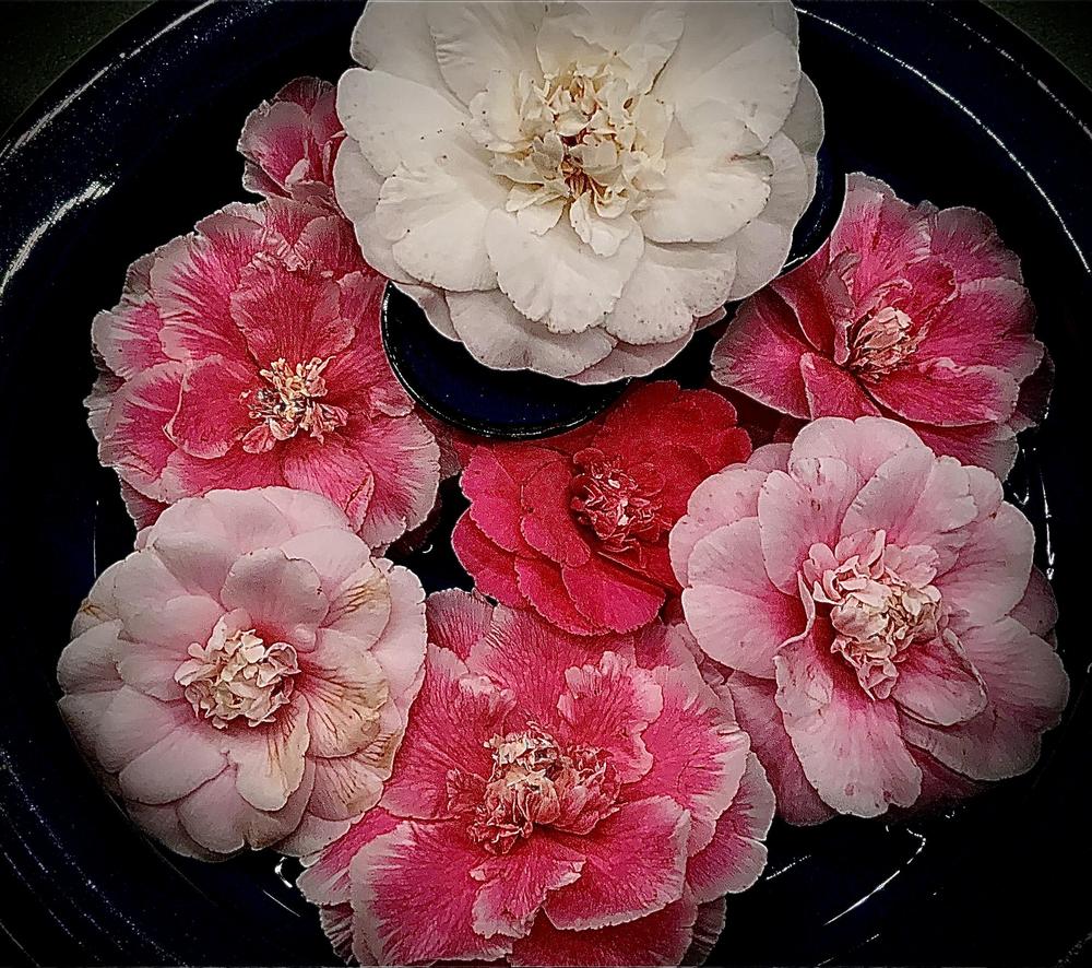 Photo of Japanese Camellia (Camellia japonica 'Lady Vansittart') uploaded by bumplbea