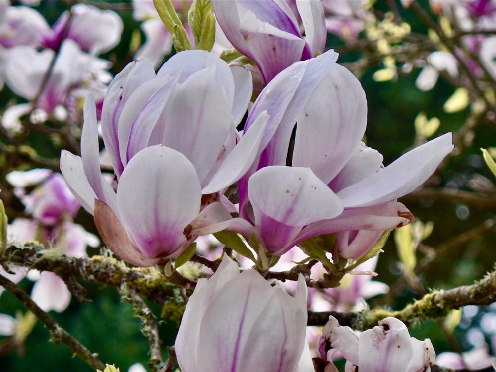 Photo of Saucer Magnolia (Magnolia x soulangeana) uploaded by bumplbea