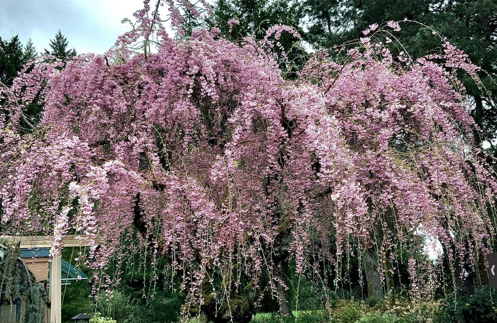 Photo of Weeping Cherry Tree (Prunus subhirtella) uploaded by bumplbea