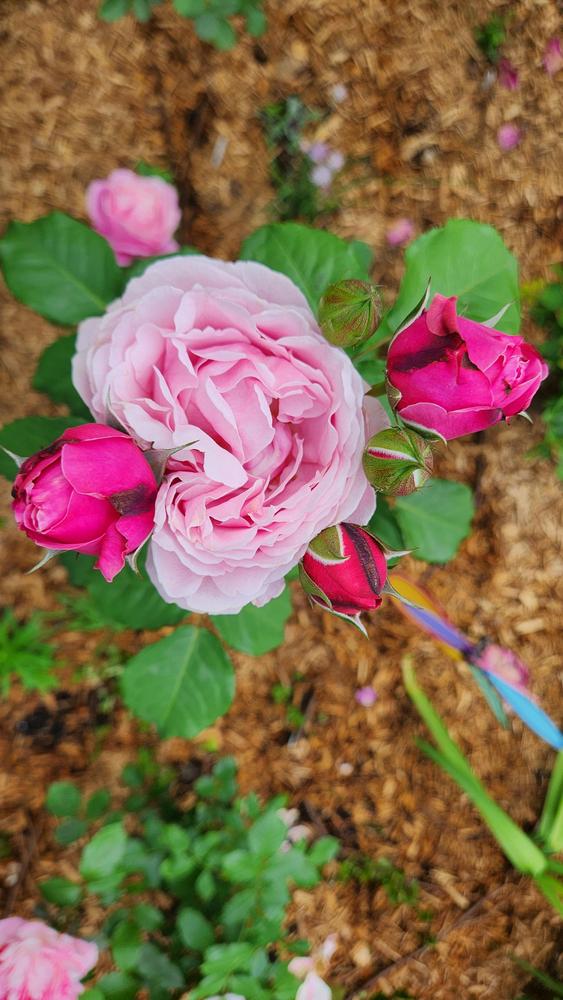 Photo of Rose (Rosa 'Soeur Emmanuelle') uploaded by LandscapeGA8b