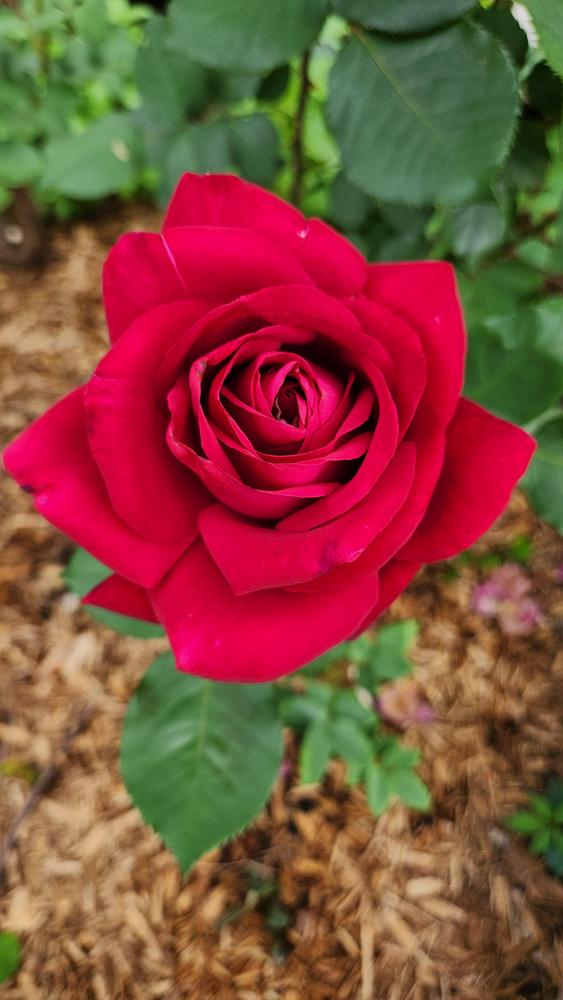 Photo of Rose (Rosa 'Scarlet Knight') uploaded by LandscapeGA8b