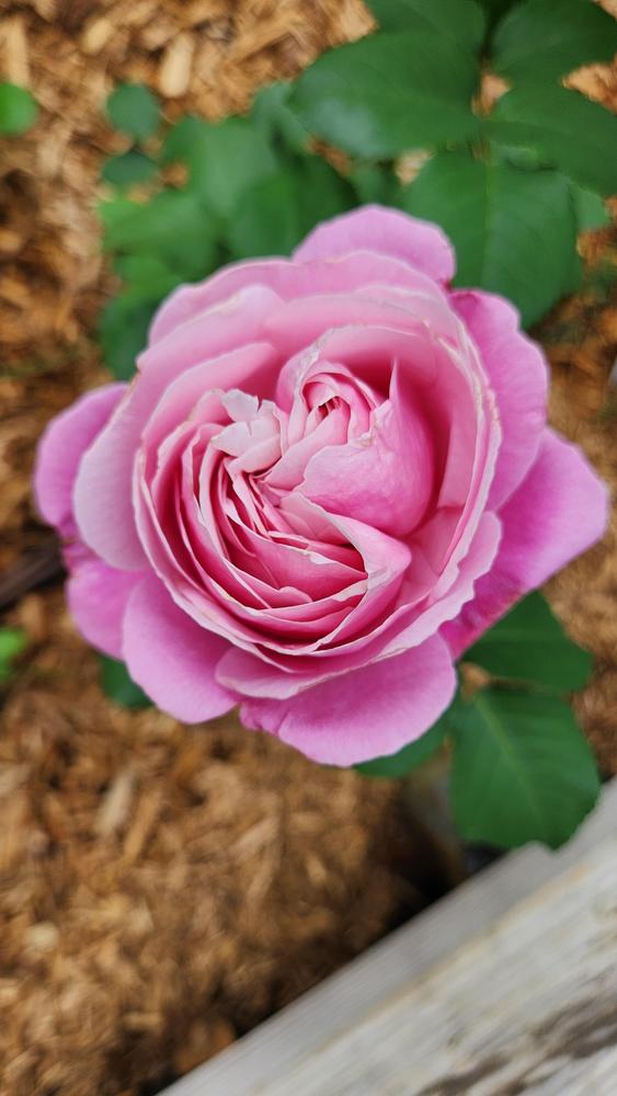 Photo of Rose (Rosa 'Soeur Emmanuelle') uploaded by LandscapeGA8b