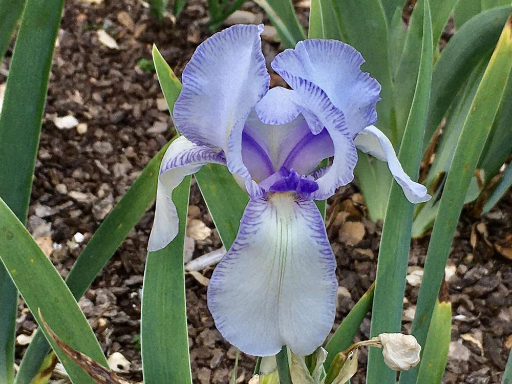 Photo of Tall Bearded Iris (Iris 'Ma Mie') uploaded by Neela