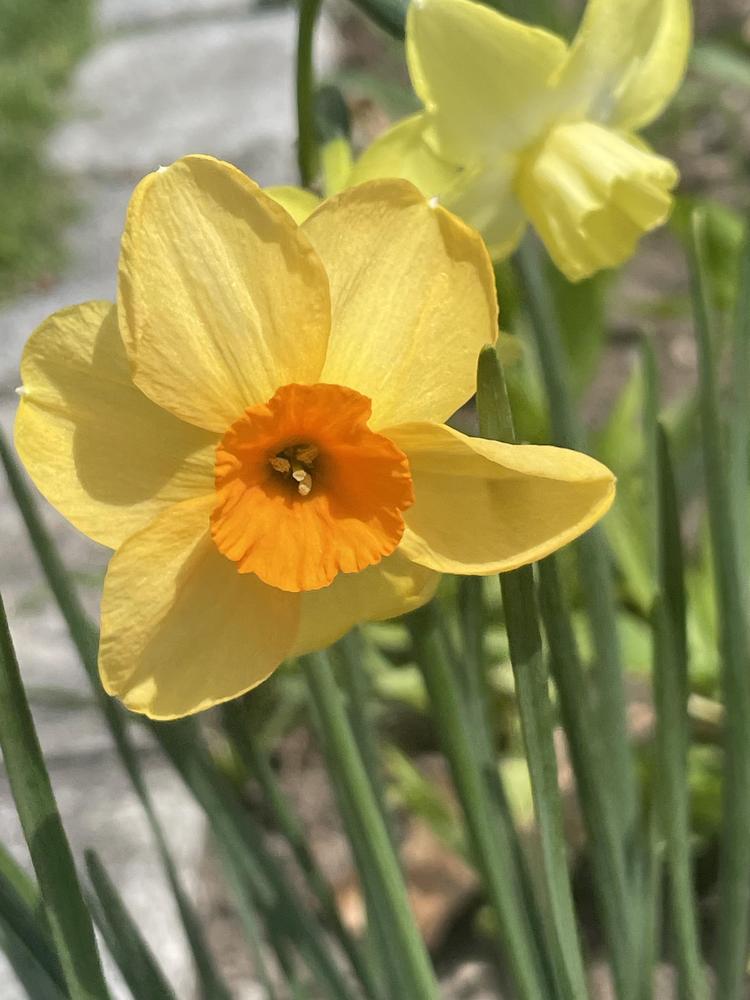Photo of Jonquilla Daffodil (Narcissus 'Kedron') uploaded by Zoia