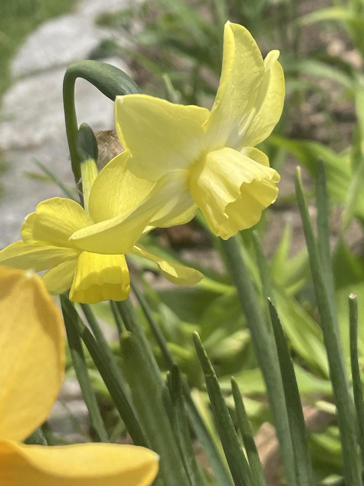 Photo of Miniature Jonquilla Daffodil (Narcissus 'Pipit') uploaded by Zoia
